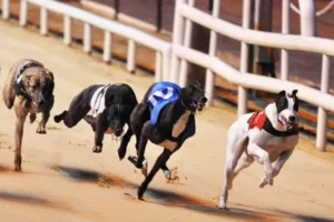 Kinh Nghiệm Chơi Game Nhanh Đua Chó Tại i5Bet Thắng Cực Lớn