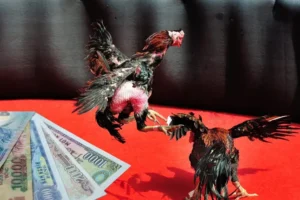 Bí Kíp Và Cách Chơi Đá Gà Sabong Tại i5Bet Thắng Lớn